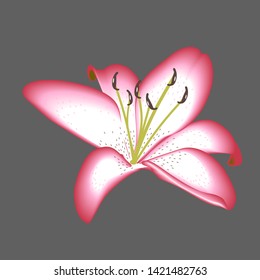 Lily flower for decoration isolated