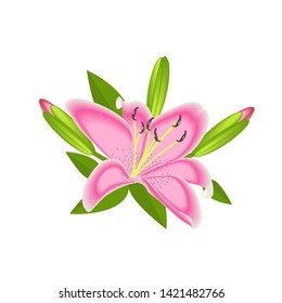 Lily flower for decoration isolated