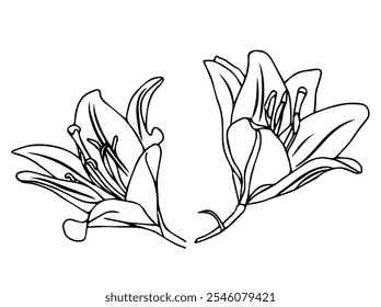 Lily flower in doodle style. Vector illustration isolated on white background.