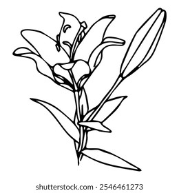 Lily flower in doodle style. Vector illustration isolated on white background.