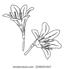 Lilienblume im Doodle-Stil. Vektorgrafik einzeln auf weißem Hintergrund.