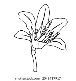 Lily flower in doodle style. Vector illustration isolated on white background.