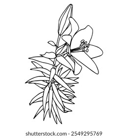 Lilienblume im Doodle-Stil. Vektorgrafik einzeln auf weißem Hintergrund.