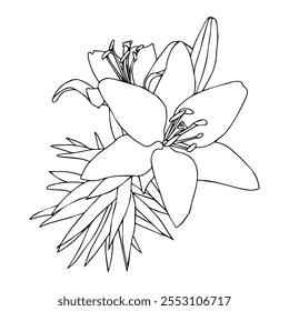 Lily flower in doodle style. Vector illustration isolated on white background.