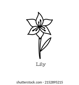 Lily flower. Doodle vector hand drawn line sketch. Floral illustration for coloring book