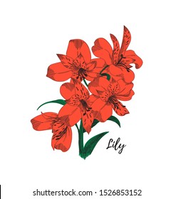 Lily flower drawing. Colorful line art vector illustration. Hand drawn lily flowers and leaves sketch, doodle. Botanical poster background.