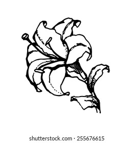 Lily flower, drawing, graphics.