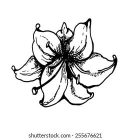 Lily flower, drawing, graphics.