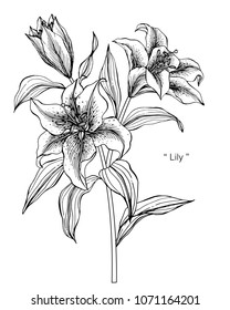 Lily flower drawing illustration. Black and white with line art on white backgrounds.