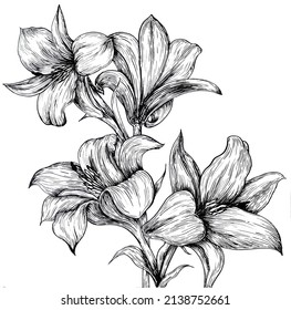 Lily Flower Drawing Ink Stock Vector (Royalty Free) 2138752661