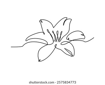 lily flower drawing lineart vector illustration on transparent background