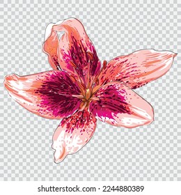 Lily flower drawing vector illustrations. Botanical floral hand drawn element.