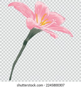 Lily flower drawing vector illustrations. Botanical floral hand drawn element.