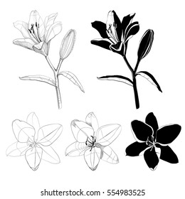 Lily flower drawn with lines and spots. Stylized flower shape. Black and white outline drawing. Vector illustration