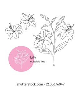 Lily flower was drawn in a minimalistic style with a line. Part of the collection of main flowers. Editable line.