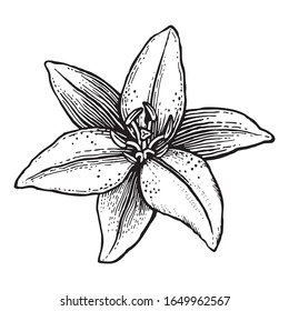 Lily flower drawn in a stamp-like style like a wood cut design. Vector illustration. 
