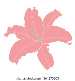 Lily flower with five petals