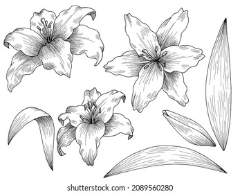 Lily flower graphic black white isolated sketch set illustration vector 