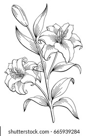 Lily flower graphic black white isolated sketch illustration vector