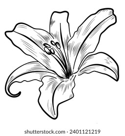 lily flower hand drawing vector