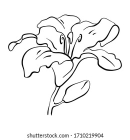 Lily flower. Hand drawn black line sketch of tropical flowers and leaves isolated on white background. Vector illustration