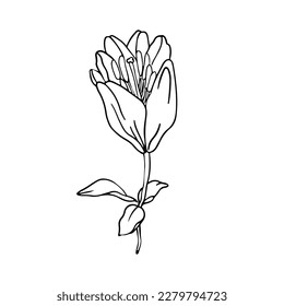 Lily flower hand drawn design, floral vector element isolate on white background