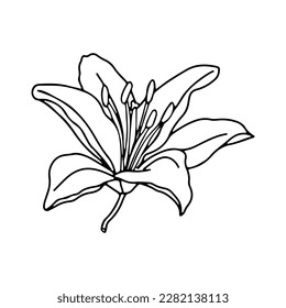 Lily flower hand drawn design, floral vector element isolate on white background