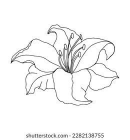 Lily flower hand drawn design, floral vector element  for logo sign isolate on white background