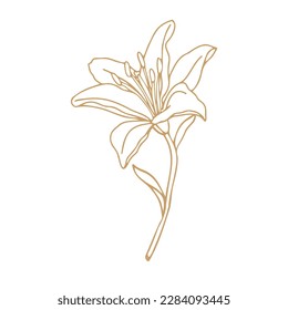 Lily flower hand drawn design, floral vector element isolate on white background