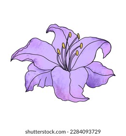 Diseño dibujado a mano de flores lirio, elemento vectorial floral aislado en fondo blanco