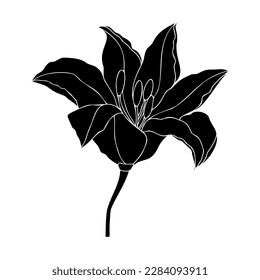 Lily flower hand drawn design, floral vector element isolate on white background