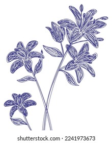 Lily flower. Hand drawn floral vector illustration. Pen or marker sketch. Hand drawn design print. Natural pencil drawing.