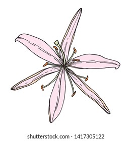 Lily flower. Hand drawn illustration. Vector image in sketch style.