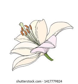 Lily flower. Hand drawn illustration. Vector image in sketch style.