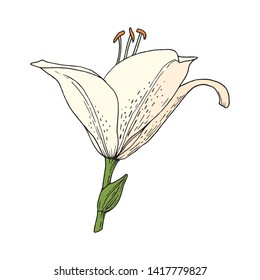 Lily flower. Hand drawn illustration. Vector image in sketch style.