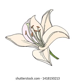 Lily flower. Hand drawn illustration. Vector image in sketch style.