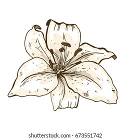 Lily flower hand drawn isolated on white background. Vector