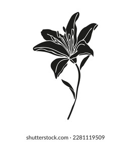 Lily flower hand drawn silhouette design, floral vector element isolate on white background