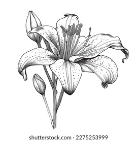 Lily flower hand drawn sketch Vector illustration