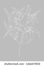 Lily flower in hand drawn style as design element. Isolated on grey background. 