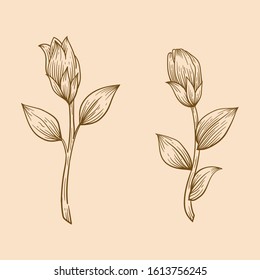 Lily flower hand drawn in vintage style