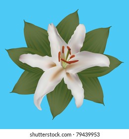 Lily flower head surrounded by leafs on turquoise blue background