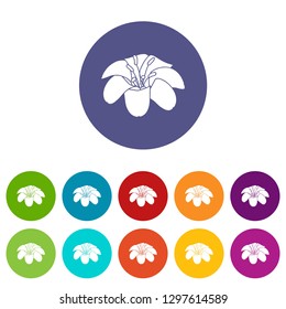 Lily flower icons color set vector for any web design on white background