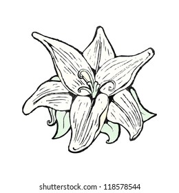 lily flower illustration