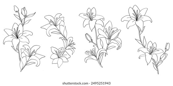 Ilustración de flor de lirio. Dibujo de líneas. formato de Vector.