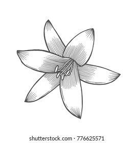 Lily flower illustration, line pattern. Vector artwork. Coloring book page for adult. Love bohemia concept for wedding invitation card, ticket, branding, boutique logo, label. Gift for girl and women