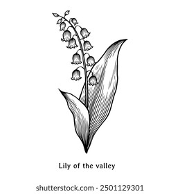 Lily flower illustration. Lily of the valley drawing. Lily of the valley hand drawn. Lily of the valley vintage drawing in engraving style