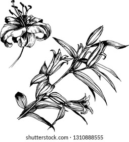 lily flower illustration
vector
