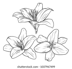 Lily flower illustration in vintage woodcut etching style