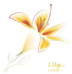 Lily Flower Isolated On The White Background. Water Color. Vector. Eps 8